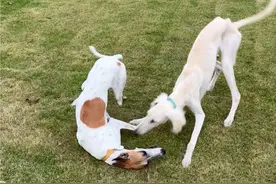 论速度灵缇才是王者，论耐力细犬才是冠军🤣 #细犬 #灵缇 #萌宠出道计划