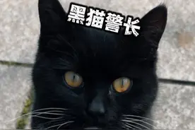 喵语沟通一只黑猫警长！#猫语十级 #喵喵大王 #奶牛猫