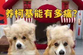 养柯基的痛，只有养柯基的才懂 #万物可爱计划#MOVAP60 #MOVA扫地机器人 #春天给家变个装视频封面