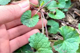崩大碗，因它叶子像缺了个口的碗而得名，也有人叫它雷公根、积雪草 #内容启发搜索 #广东dou是好风光