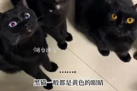 4月11日，（采访时间）河北。这黑猫的眼睛也太好看了吧！感谢分享@维尼喵屋  #黑猫 #异瞳黑猫 #蓝眼黑猫 #谁家小猫长得这么别致