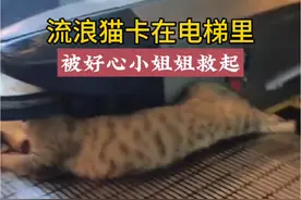 流浪猫夹在电梯里发出惨叫，被商场的小姐姐听到后，按停了电梯开启营救。看的出来猫咪很痛苦，营救过程不停的挣扎，小姐姐害怕的不行，但是她的勇敢战胜了胆怯，最终救出了梨花猫，向她表示感谢👏👏👏#救助猫咪 #关爱流浪猫 #猫咪 #向爱心人士致敬 #愿每个生命都被温柔以待视频封面