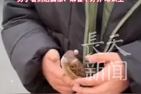 男孩捡了只麻雀养了2年乖乖待在男孩手上也不飞 男孩：放生了2次它都不飞走#麻雀 #放生 #小孩哥视频封面