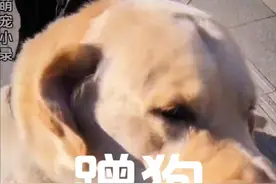 自己没有狗可以摸别人的哦！ #萌宠出道计划 #汪星人 #神奇动物在抖音 #狗子成精了