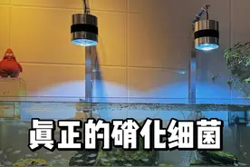 这次我遇到了真正的硝化细菌产品，#硝化细菌 #假如养鱼博主说真话