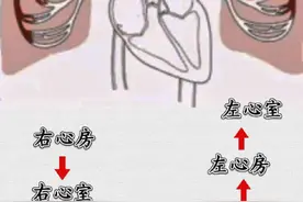 肺循环过程 #肺循环 #肺动脉高压 #心电图 #心脏循环 #谢思欣心电笔记