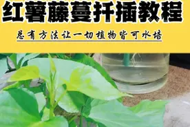 水培红薯藤曼水培扦插教程方法，红薯不要长期水泡消费消耗完就枯 这就是水培知识的力量，不懂红薯的水扦插我连叶子都吃不上。咱要让枝条学会独立成长，长度达到10厘米就可以从母体剪下，每枝保留2-3叶，5根左右捆扎一束，入水3-5厘米，底部不可接触瓶底预留10厘米以上深度，固定在瓶口让它重获新生自由生长。若不喜欢还可以吃了它，谁能不爱呢！#水培植物 #水培先生 #水培 #阳台种菜 #水培红薯正确方法