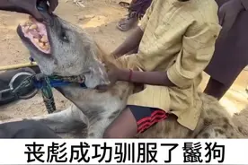 丧彪带着他驯服的鬣狗逛街#弱肉强食的动物世界 #动物世界 #鬣狗 #丧彪 #驯服