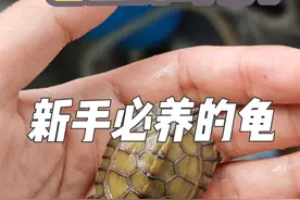 最推荐新手养的六种龟，皮实好养又省心！#龟宠时代 #鳄龟 #草龟 #黄缘闭壳龟 #麝香龟