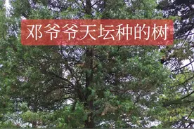 跟着课本去北京，寻找二年级课本里“邓爷爷天坛里种的树”！路线推荐：天坛西门进入景区，过西天门后五十米往北走，看到双环万寿亭后往东走50米，在19号消防栓旁边那棵笔直的柏树就是邓爷爷亲手种下的柏树！#跟着课本去旅行 #北京旅游攻略 #田导带你去旅行 #天坛#北京跟团视频封面