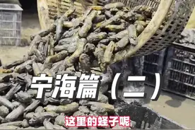 #户外赶海抓海鲜 #大自然的馈赠 #逮鱼摸虾 #捕捞现场 #蛏子   宁海长街挖蛏子去啦！肉质肥美，果然名不虚传！带你体验渔民的生活！