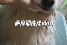 #给狗狗洗澡 #不爱洗澡的狗子 #萨摩耶洗澡全过程视频封面