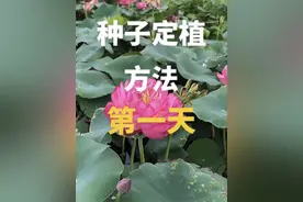 碗莲种子定植到泥土第一天！荷花出淤泥而不染，所有的碗莲荷花都必须生长在泥土中才能开花，没有水培荷花也没有七彩荷花，更没有四季荷花。可以跟随我的视频看用种子种植多久能现蕾开花#碗莲 #荷花 #碗莲种植日记 #碗莲种子