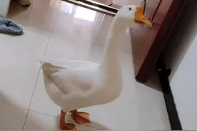 鹅的智商相当于人几岁？元宝大白鹅蹲马桶上厕所说一不二