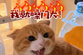 打老婆被我教训后，竟然撒尿在我床上，治理一下竟敢还手！！真的是倒反天罡！！！#猫咪 #橘猫还是那个橘猫 #橘猫日常 #猫咪的迷惑行为视频封面