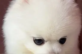 今天喝红薯汁🍠🥤 豆腐一喝东西就变兔子hhh🐰#萌宠日常记录 #萌宠出道计划 #博美 #萌到爆炸了💥 #水灵灵的小狗视频封面