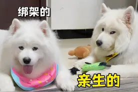 小狗长大后还会认识自己的妈妈吗？？#狗狗 #萨摩耶 #萌宠出道计划 #我的萌宠 #萨摩耶米泡泡