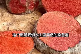 薯莨 长得奇丑无比的薯莨，万万没有想到它竟然是很早以前的植物染料，你了解它更多的价值吗？#新农人计划2024