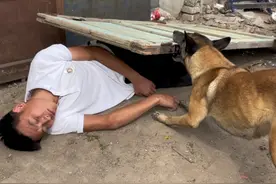 主人晕倒，狗狗的反应👍视频封面