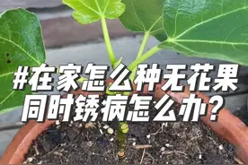 无花果可以说是入门级果树，但在家种植时也要注意锈病。#无花果 #爱生活爱养花 #花卉绿植 #养花人的乐趣 #我的花花草草🌸🌸视频封面