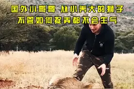 从小被国外小伙子养大狮子不管怎么捉弄都不会生气#神奇动物在抖音 #野生动物零距离 #人与动物和谐共处