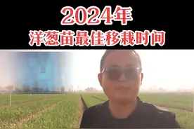 2024年洋葱苗最佳移栽时间，黄河以南洋葱移栽时间，黄河以北洋葱移栽时间，早熟洋葱移栽时间，早熟洋葱移栽时间#洋葱 #洋葱种植 #洋葱移栽时间视频封面