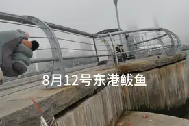 8月12号东港鲅鱼太暴躁了，弓角饵不停的上鱼，评论区有同款弓角!#鲅鱼 #钓鲅鱼 #弓角钓鲅鱼 #大连海钓