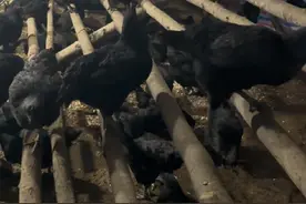 经常只见我喂鸡，没有见过鸡上架，现在就带大家去看鸡晚上回来是怎样上架子的#农村创业养殖，  #生态散养土鸡 ，#三农