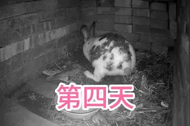 小兔被兔妈埋在土里第四天，兔妈挖开洞穴喂奶全过程，无删减