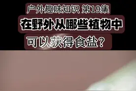 户外趣味知识第19集 从植物中获得食盐 食盐是如此重要，野外如果缺盐怎么办？这些植物或许可以帮到你！#植物科普 #趣味植物#野外生存#户外生活#农村