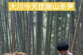 好家伙！今天大川找了一片密集的竹林，都是一些老竹子！然后尝试挖跑山冬笋，追鞭、看竹走向等方法来判断冬笋位置，收获还不错！#冬笋#挖笋 #三农 #2023新农人计划 #抖音记录农村生活视频封面