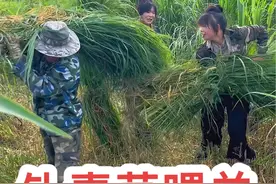 咱家这小羊待遇可真不错！青草顿顿造！老二也能干呀……钆那么多，够它们塞牙缝了！视频封面