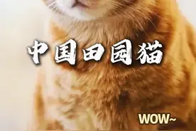 你会喜欢那个种 每十个养猫人就有七个在养田园猫，你相信吗？ #中国猫 #田园猫 #品种猫介绍 #品种猫 #中国猫介绍