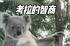 不愧是最蠢国宝，考拉的脑子光滑无比！ #考拉 #树袋熊 #神奇动物在抖音 #野生动物 #动物视频封面