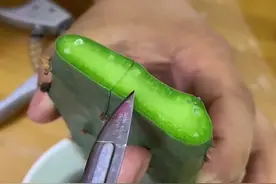 仙人掌嫁接蟹爪兰#好看的花一定要分享给你 #嫁接技术 #是时候展现真正的技术了 #种植小技巧 #好东西一起分享给大家视频封面