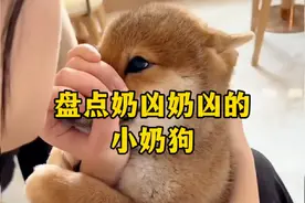 盘点那些奶凶奶凶的小奶狗 狗狗：我超凶的！咬人很疼的！