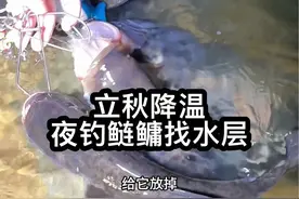 立秋过后夜钓鲢鳙找水层一定很关键，要是没有找对就空手而归，今晚气温下降又下起了大雨，看看我们找的多深水层#降温钓鱼 #鲢鳙钓技钓法