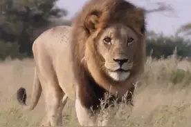 狮王瑟柯卡玛统治着大沼泽核心领地多年，它也被誉为十大传奇狮王