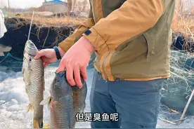 东北小伙给榴莲都不吃，开河专门捡臭鱼，像吃臭豆腐香臭香臭的！视频封面