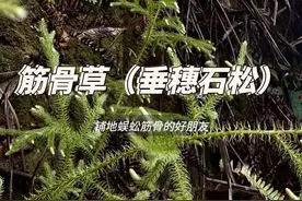 筋骨草 它叫铺地蜈蚣，筋骨草，是石松科的垂穗石松