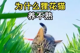 为什么狸花猫养不熟？ #狸花猫 #狸花猫性格怎么样 #狸花猫真的不好惹 #狸花猫天下第一视频封面