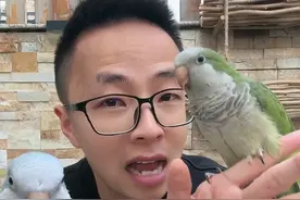 和尚鹦鹉蓝色和绿色怎样选择#手养鹦鹉 #鹦鹉小白 #和尚鹦鹉 #蓝和尚鹦鹉 #绿和尚鹦鹉视频封面