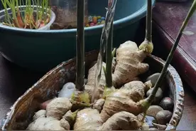 禄根养护忌讳：           养护禄根有一些忌讳，如不能对着它说它是姜，否则会破坏其灵性寓意。要及时清理枯姜，否则犯“禄根断绝”忌讳。也不能让人代浇水，以防“分禄”坏运道，且不宜将其放置在卧室，以免其阳气太旺影响睡眠。#禄根 #禄根养护有啥忌讳 #养花小知识 #水培植物 #养花人