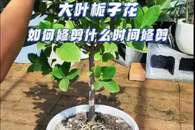 栀子花如何修剪，什么时间修剪。 #养花小知识 #分享养花经验 #栀子花#园艺生活视频封面