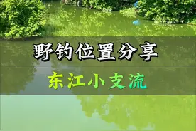 分享道滘东江小支流钓位 拿到饵料的朋友拍照发评论区#夏日钓鱼盘老板大赏 #原来钓鱼才是抖音运动顶流 #钓鱼人 #钓位