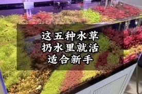 非常适合新手养的5种水草，扔水里就能活！不需要水草泥视频封面