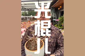 夏天叶子掉光只剩下杆子的多肉该如何处理呢？这个视频告诉你！#多肉植物 #爱生活爱养花 #我的多肉花园 #多肉 #多肉养护