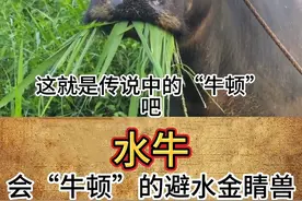 会“牛顿”的避水金睛兽 原来牛顿不是人名，是个动作呀😂#神奇动物在抖音 #奇妙的动物 #萌宠出道计划 #动物的迷惑行为 #奇趣自然
