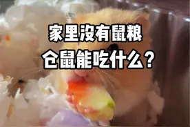 家里没有鼠粮，仓鼠能吃什么？#仓鼠 #金丝熊 #新手养鼠指南