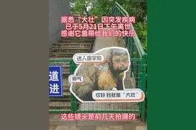 前几天拍的“大壮”还好好的，如今竟已去世了！太可惜了！有人说它丑得可爱，我没觉得它丑，它就是它独特的样子，是个值得被尊重的生命。它的离去，是合肥野生动物园一大损失，也使喜欢它的人感到遗憾。#合肥网红猴子“大壮” #合肥野生动物园 #方脸猴 #参观动物园 #纪实拍摄视频封面